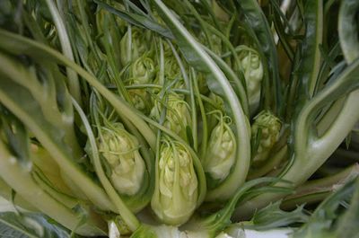 Chicorée Puntarella (6p)