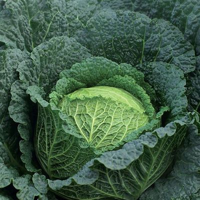Chou frisé d'hiver (6p) Chou frisé d'hiver (6p)