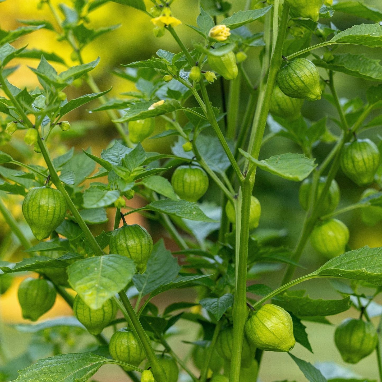 Tomatillo (Aubergine de montagne)