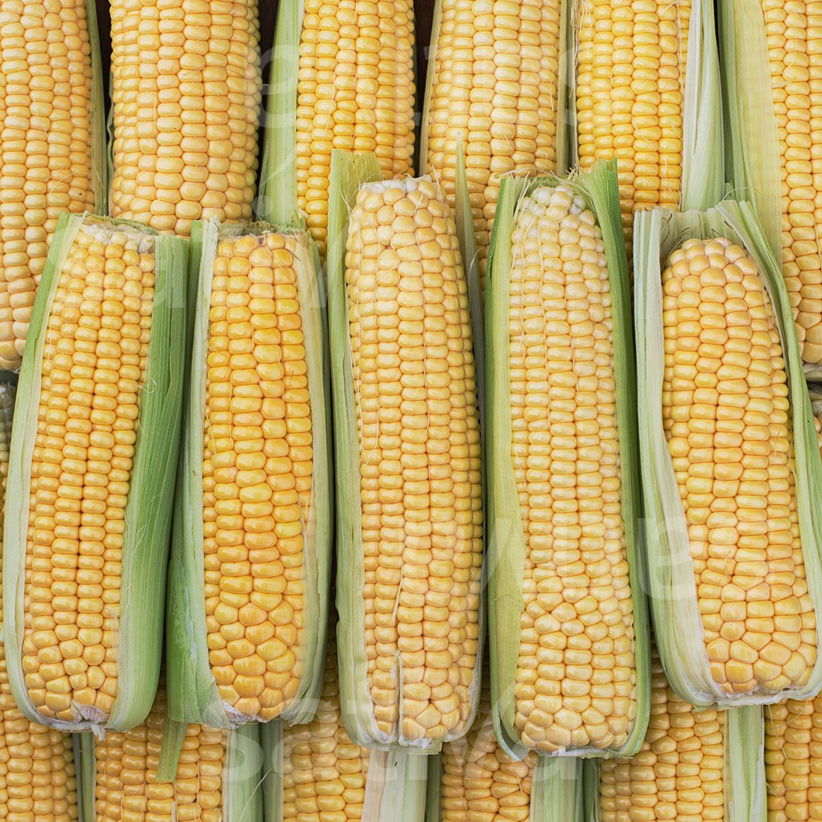 Maïs doux (6p)