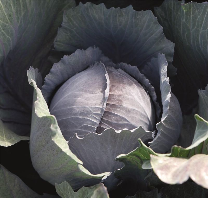 Chou rouge de garde (6p)