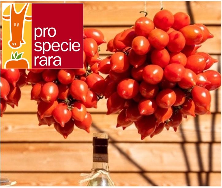 Tomate Piennolo del vesuvio