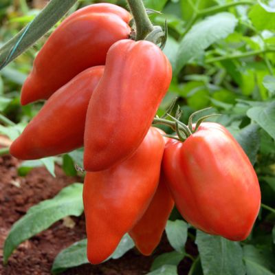 Tomate Cornue