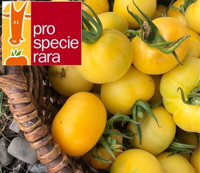 Tomate Pêche jaune