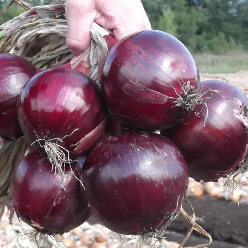 Oignon de garde rouge (12p)
