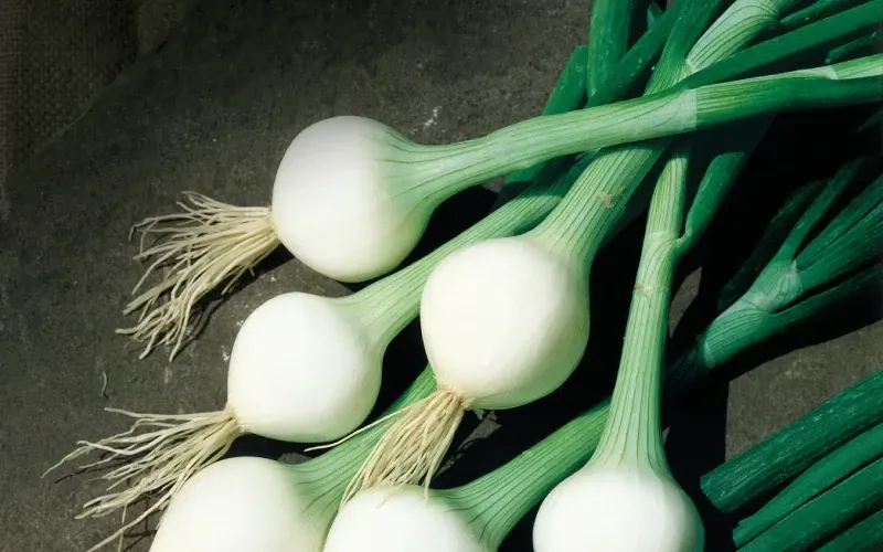 Oignon blanc à botter (12p)