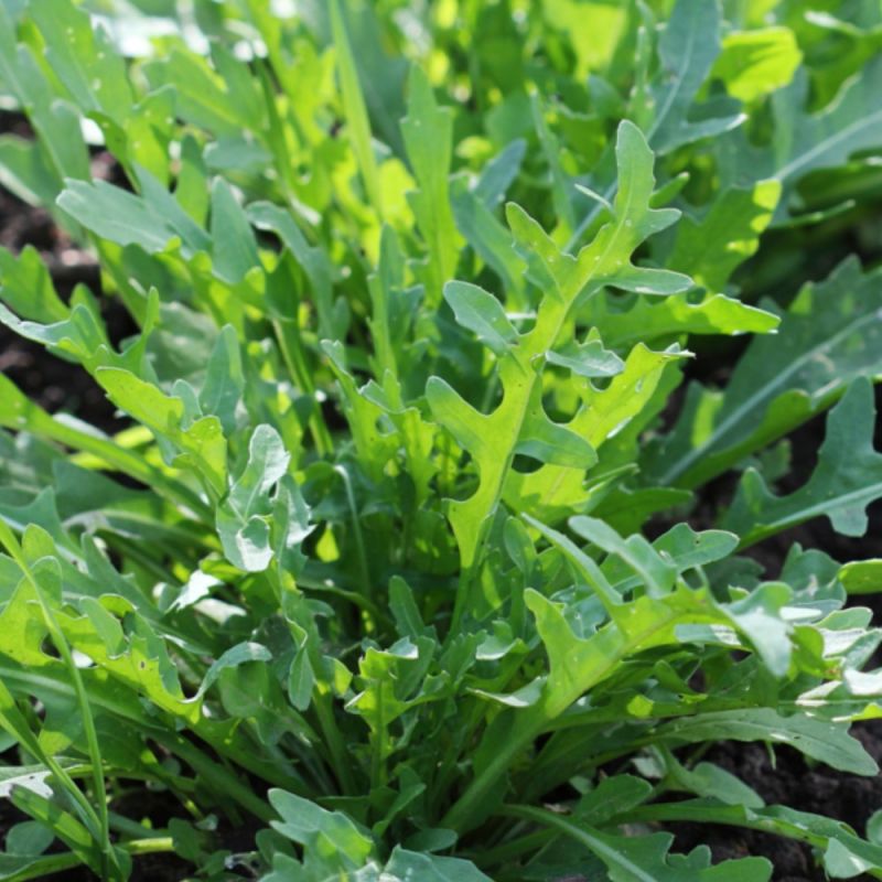 Roquette vivace (6p)