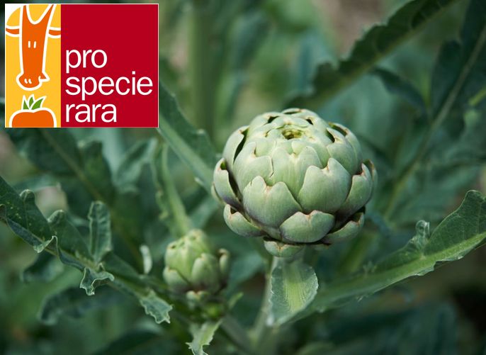 Artichaut vert de Laon