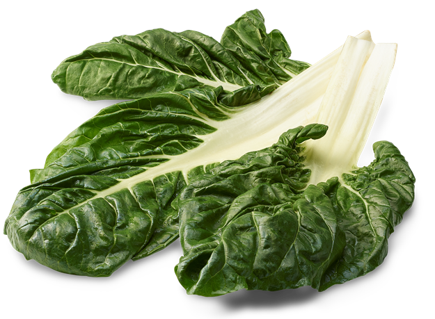 Côte de bette blanche (pot de 12cm)