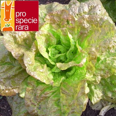 Laitue Grasse de Morges (6p)
