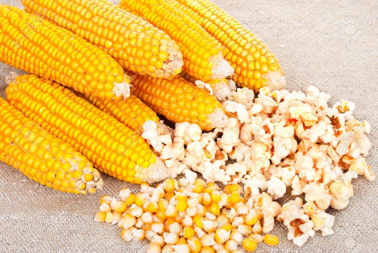 Maïs pop corn (6p)