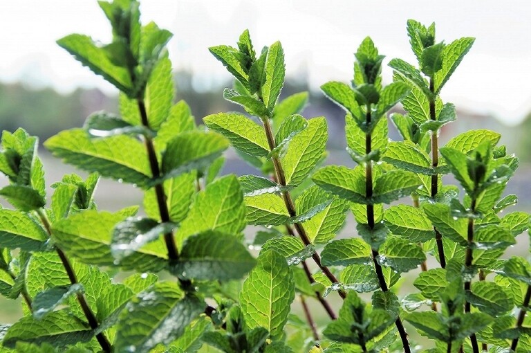 Menthe marocaine