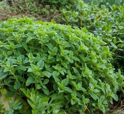 Origan vulgaire