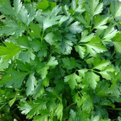 Persil plat