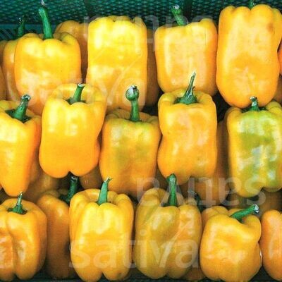 Poivron Quadrato Asti Giallo