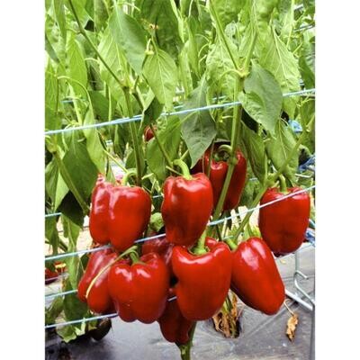 Poivron Quadrato Asti Rosso