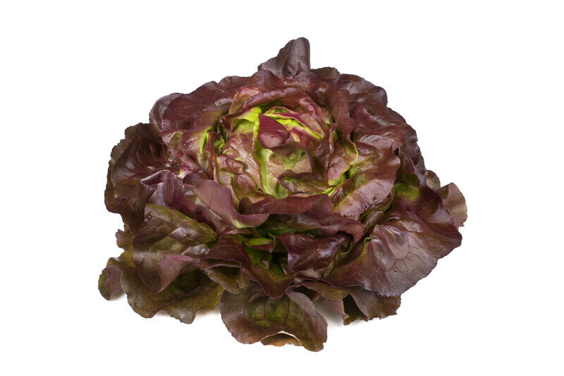Laitue Pommée rouge (6p)