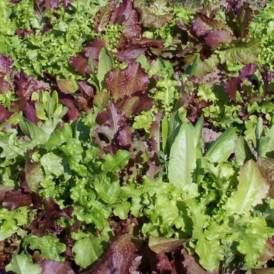 Salade à tondre mélange (6p)