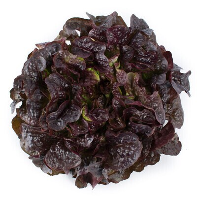 Feuille de chêne rouge (6p)