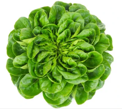 Salanova verte (6p)