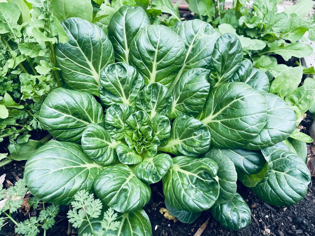 Tatsoi vert (6p)