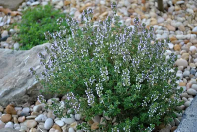 Thym vulgaris