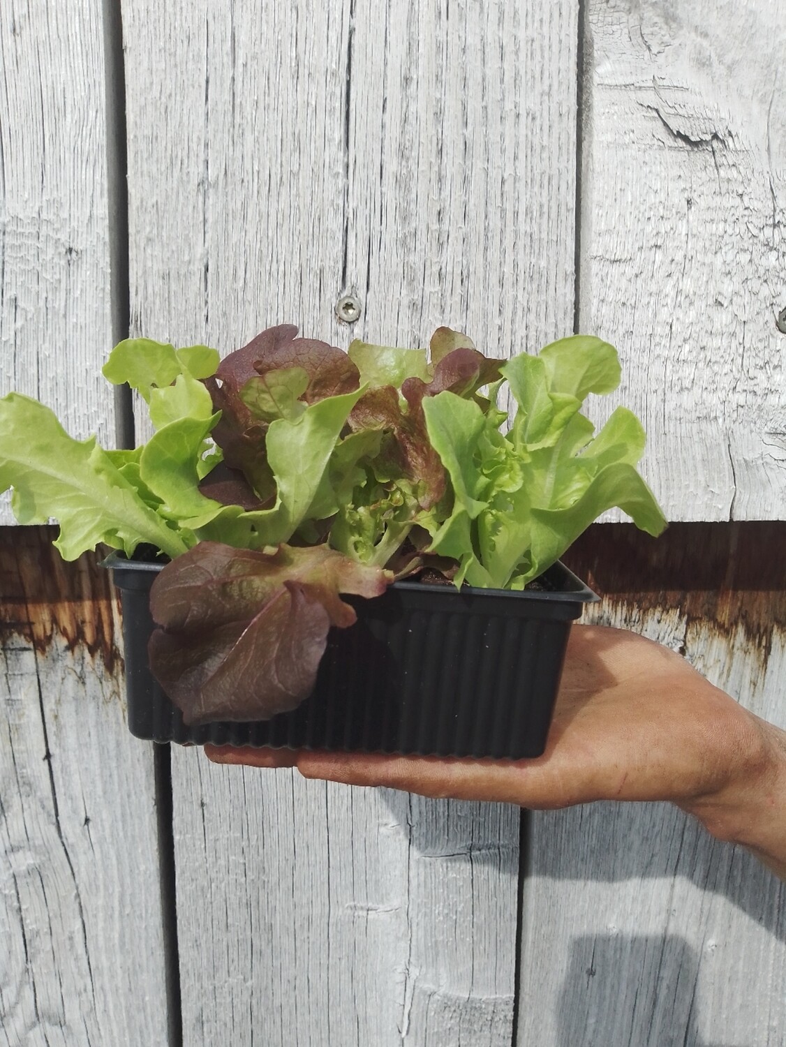 Salades têtes en mélange (6p)