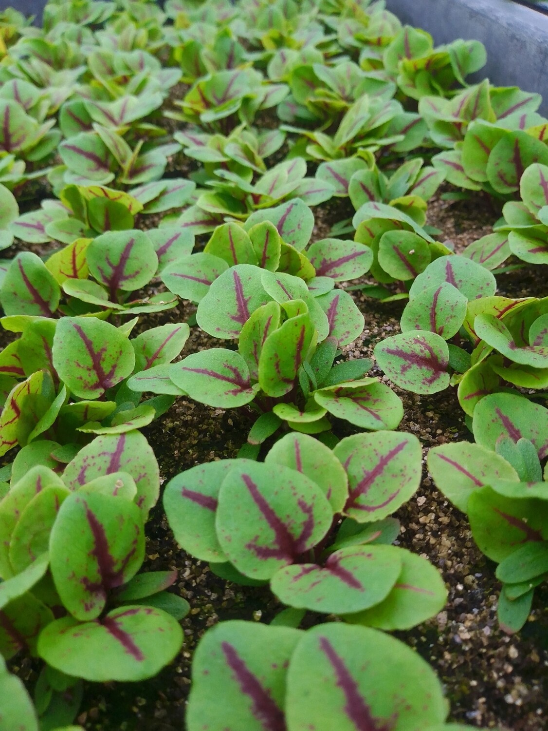 Oseille sanguine (6 pce)