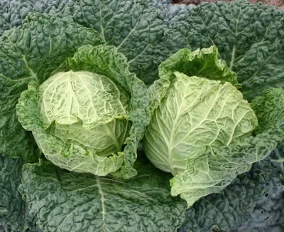 Chou frisé d'été (6p)