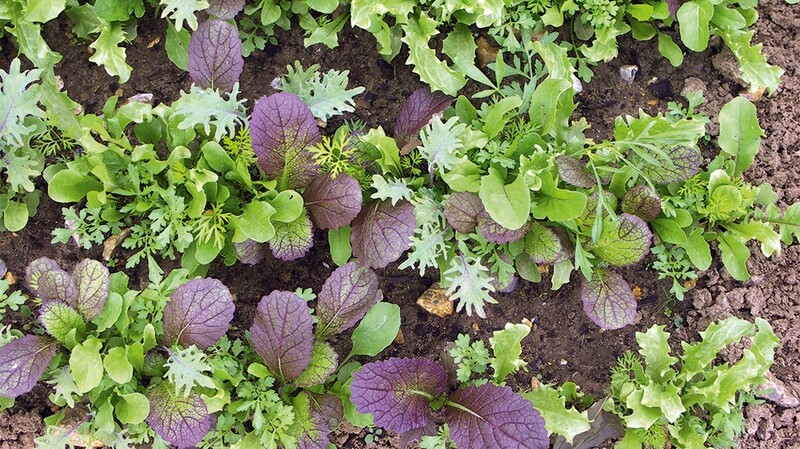 Moutardes asiatique (6p)