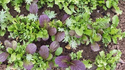 Moutardes asiatique (6p)