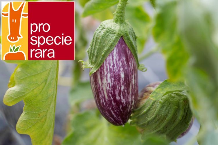 Aubergine Listada de Gandia