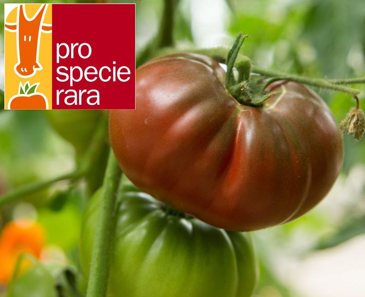 Tomate Dark purple beefsteak