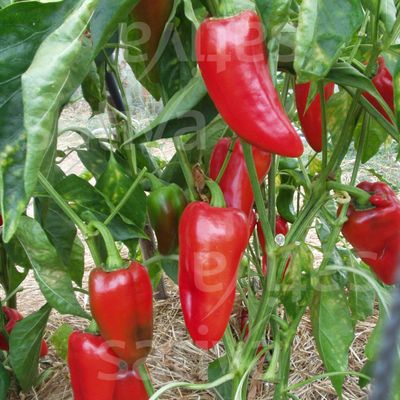 Poivron Rosso