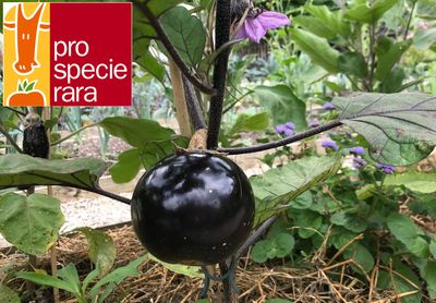 Aubergine Violette de Florence Aubergine Violette de Florence