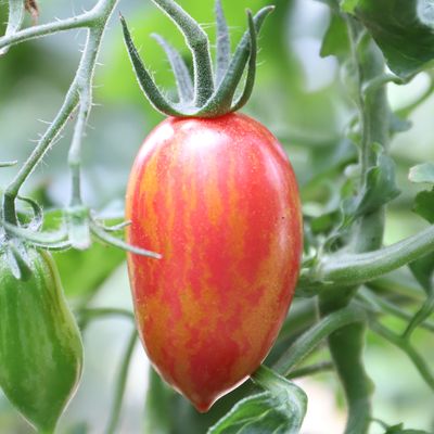 Tomate Pink Tiger
