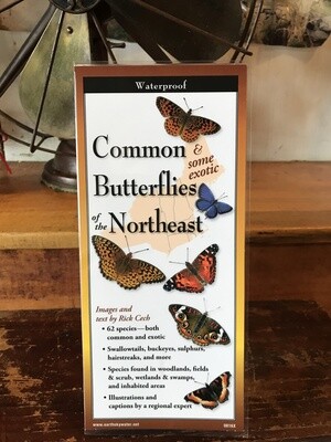 Common Butterflies of NE Guide