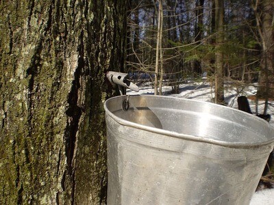 MAPLE PRODUCTS