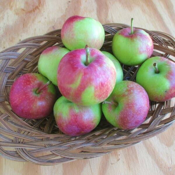 Vista Bella Apples - (3lb Bag) Vista Bella Apples - (3lb Bag)