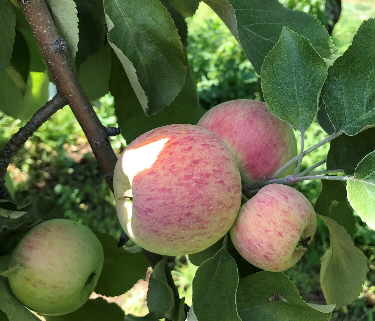 Dutchess of Oldenburg - Baker's Special Dutchess of Oldenburg - Baker's Special