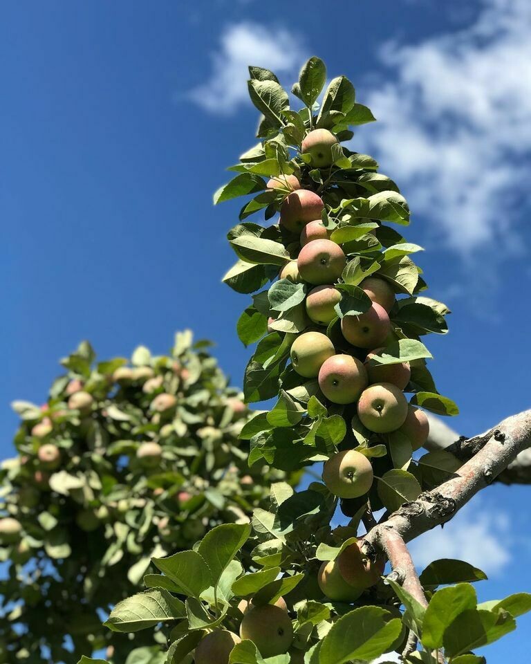 Prepay for PYO Apples Prepay for PYO Apples