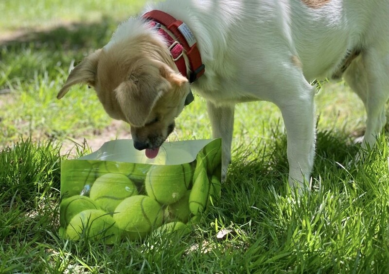 Best Portable Dog Bowls Best Portable Dog Bowls