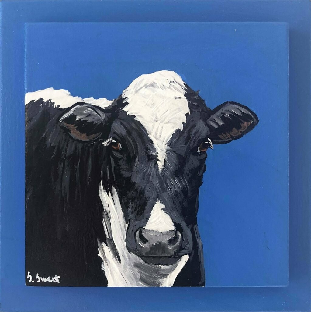 Holstein on blue