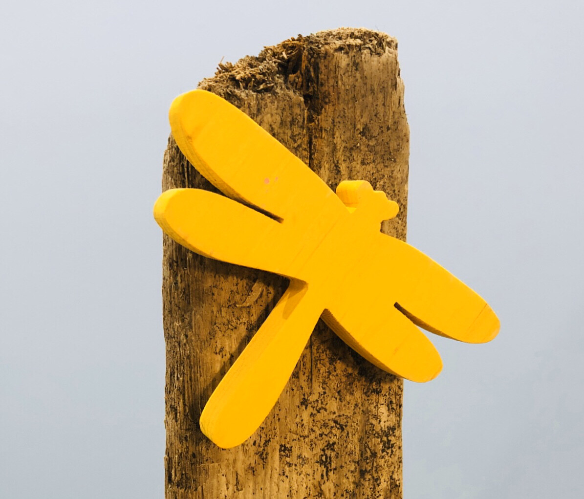 Yellow Dragonfly - Jerry Walsh