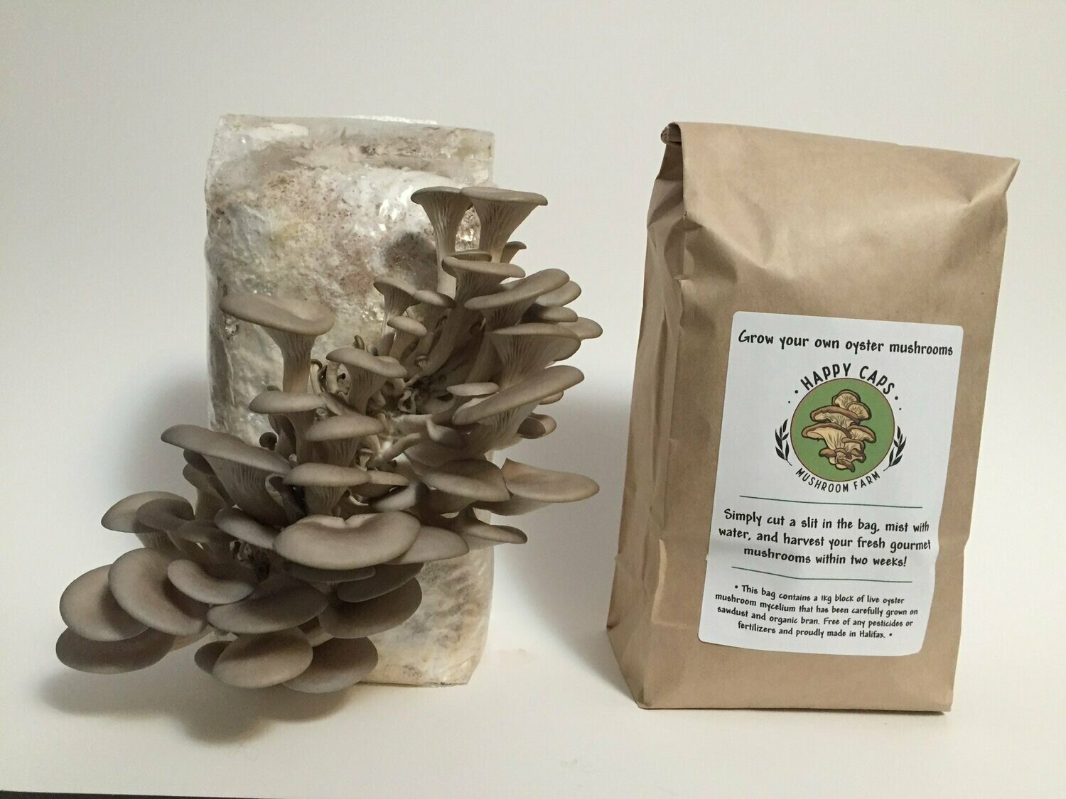 Oyster Mushroom Growing Kit