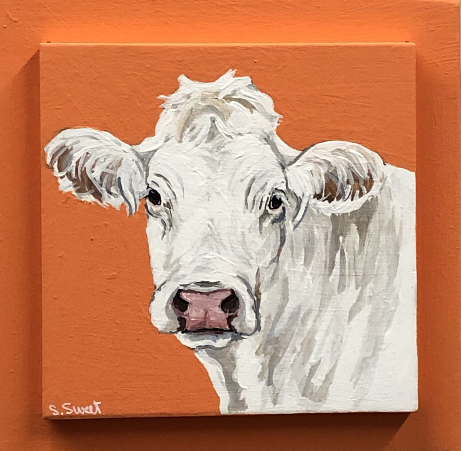 Charolais Cow on Spring Orange
