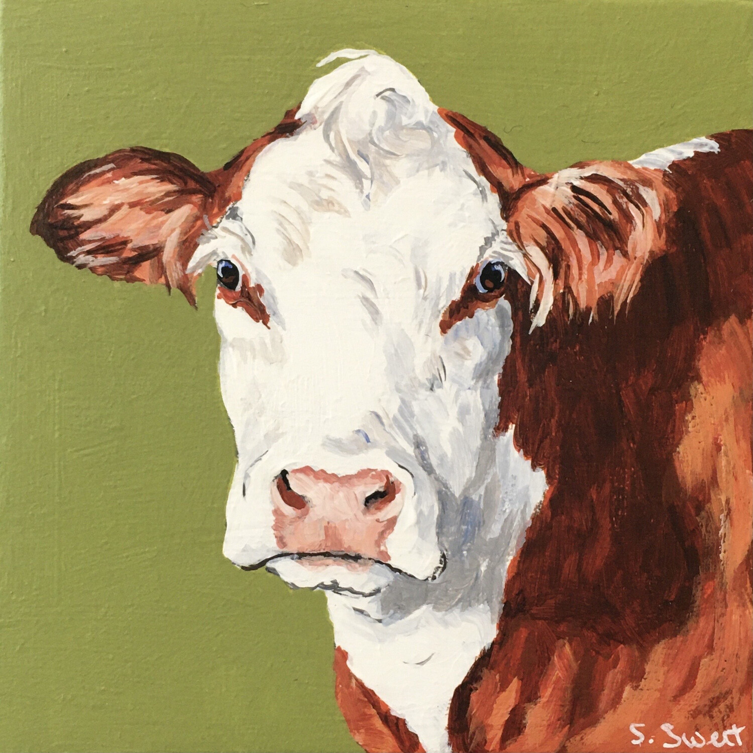 Hereford Cow on Spring Green