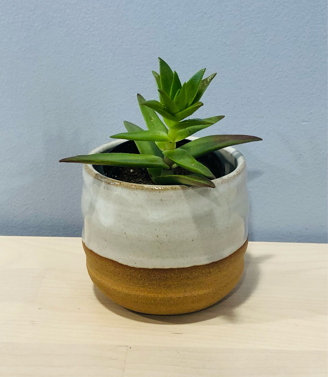  Cream Succulent Pot