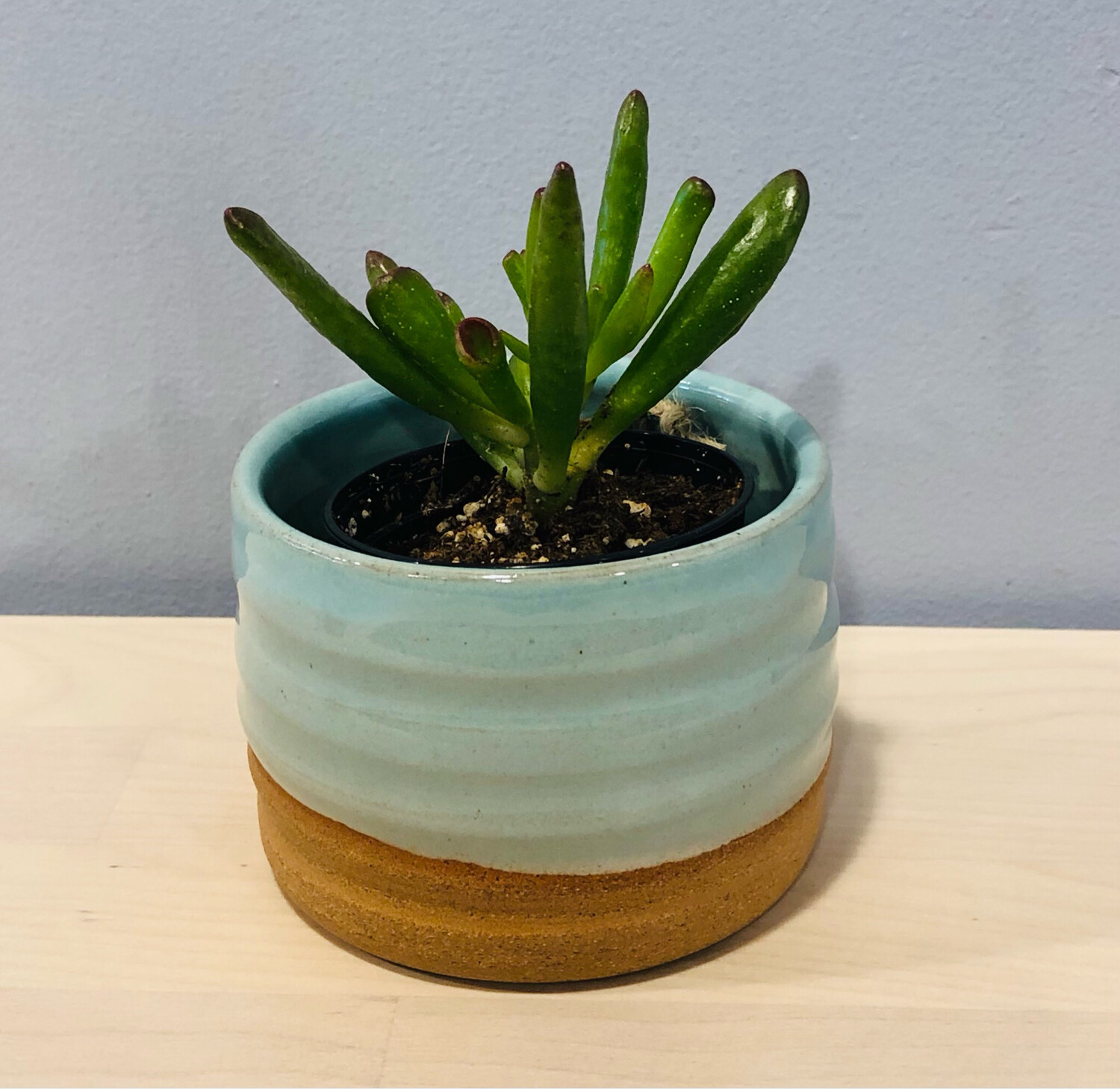  Small Aqua Succulent Pot
