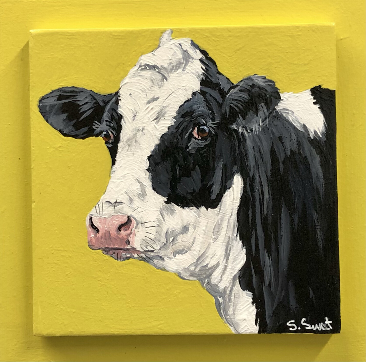 Holstein Heifer on Spring Yellow